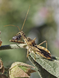 Photograph of assassin bug with prey.